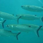 Peixes